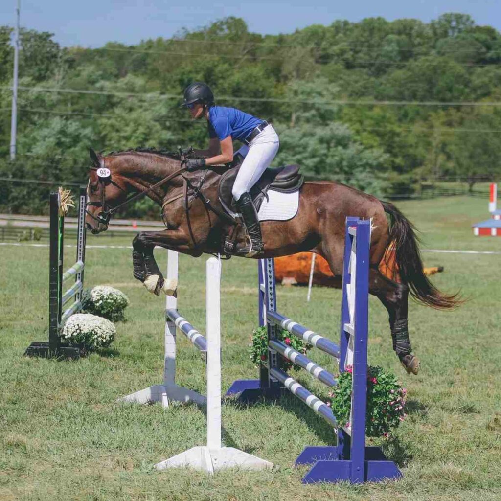 horse jumping oxer in field