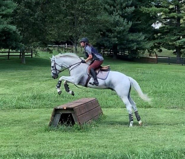 grey horse jumping xc fence