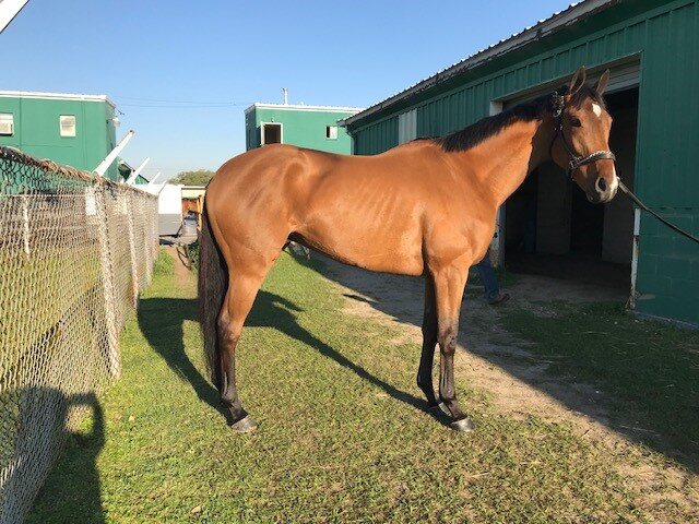 horse standing next to buildings