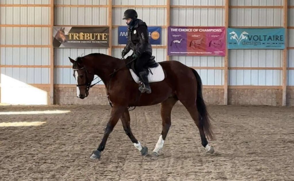 Tour Taker trotting in indoor